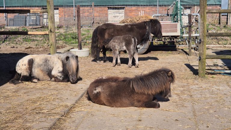 Zilver, Blacky, Nera en James